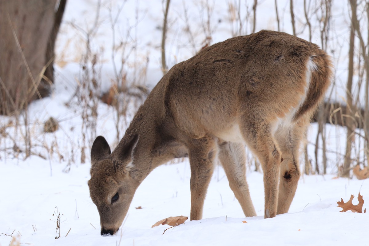 Animals - ML646809613