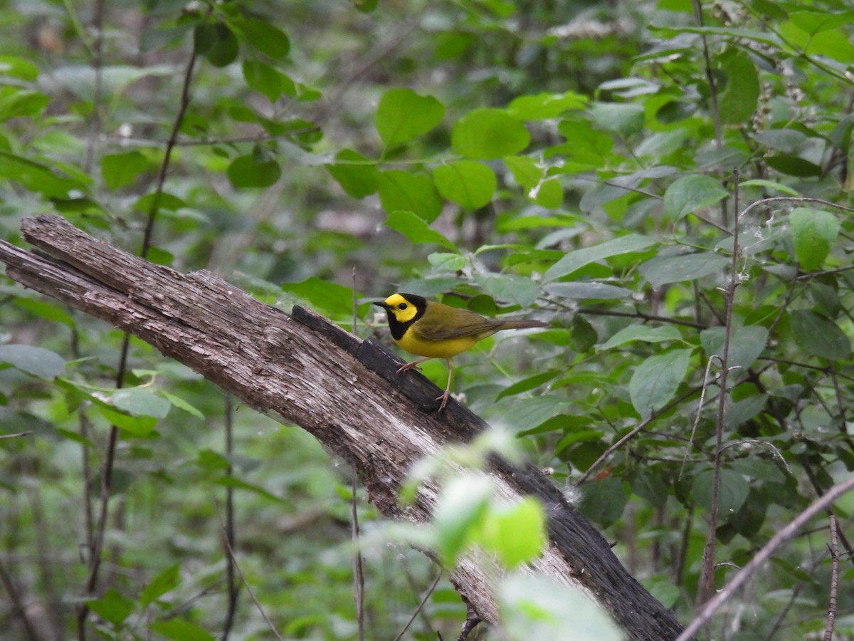 Болотянка чорногорла - ML646809616