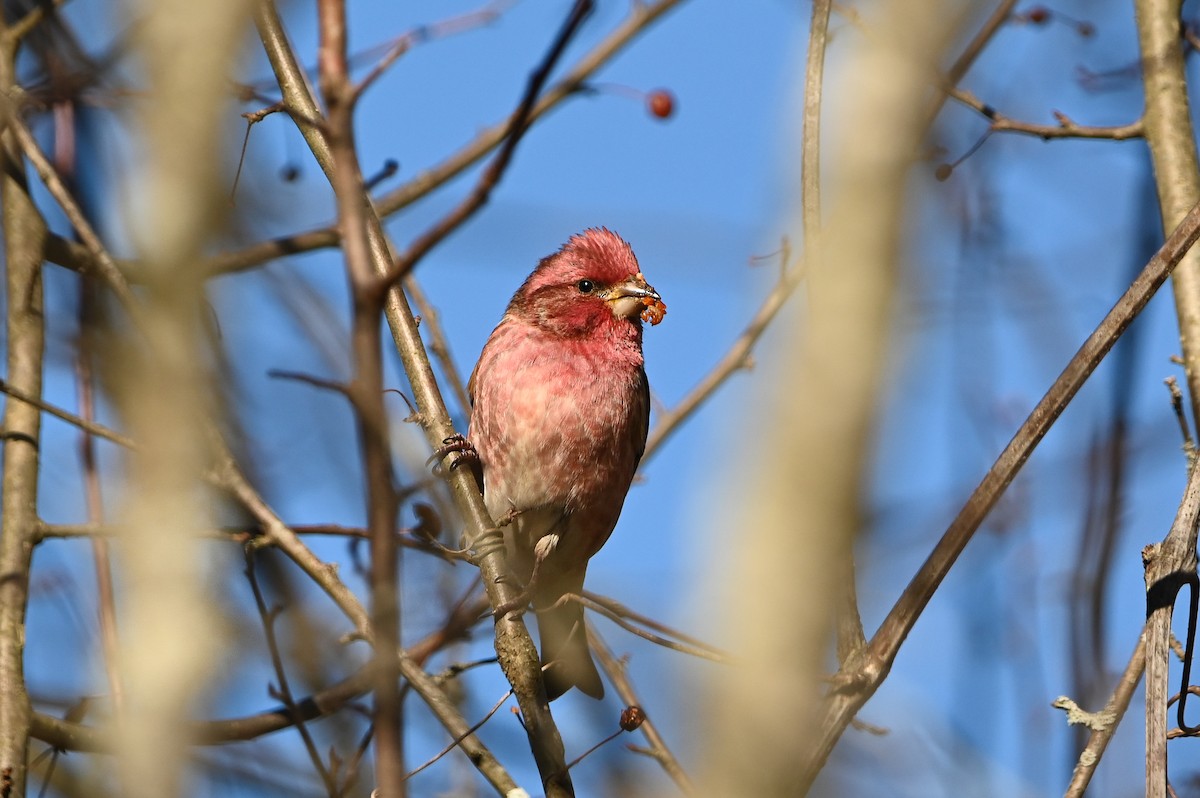 Camachuelo Purpúreo (purpureus) - ML646809617