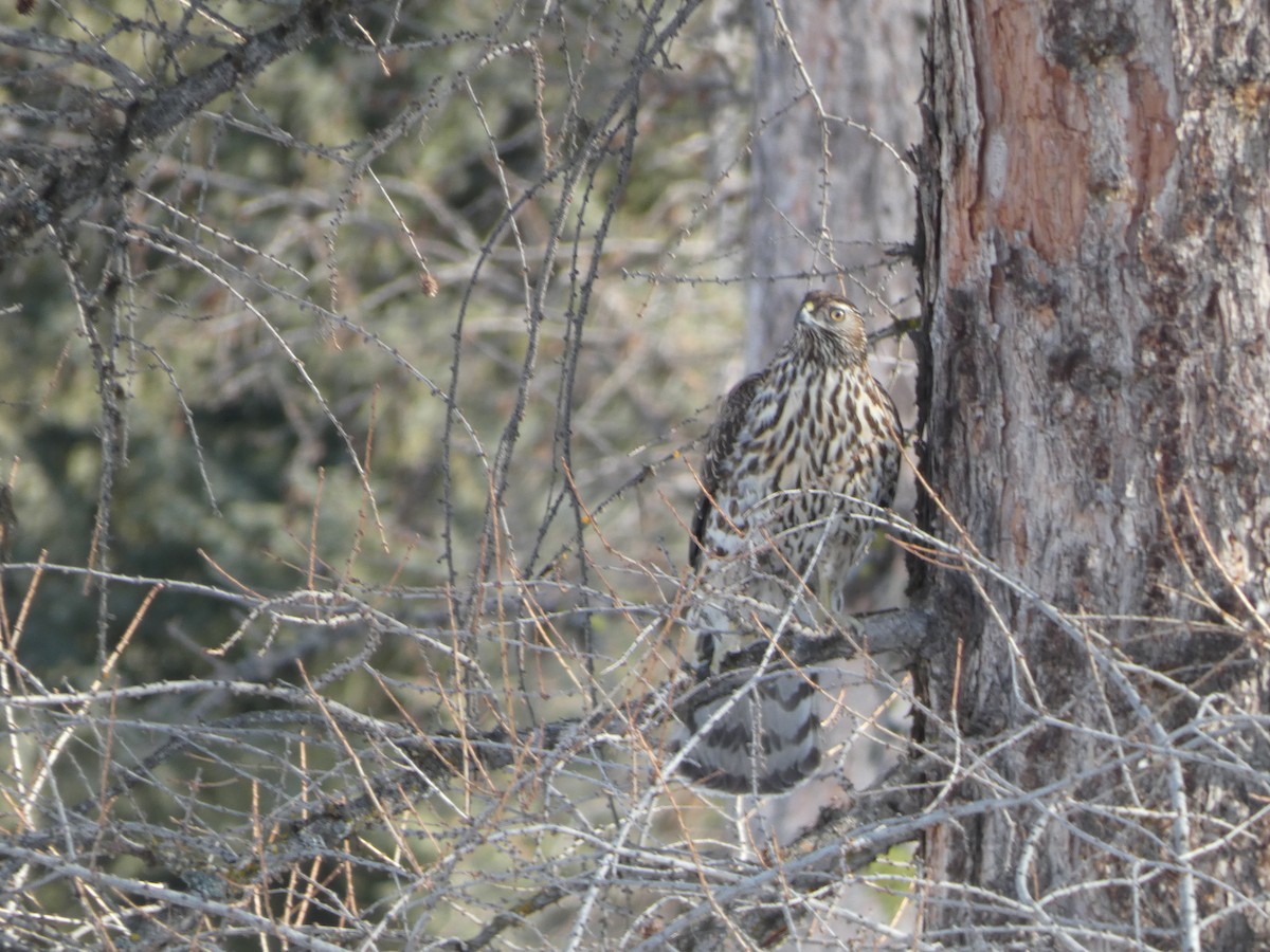 American Goshawk - ML646809623
