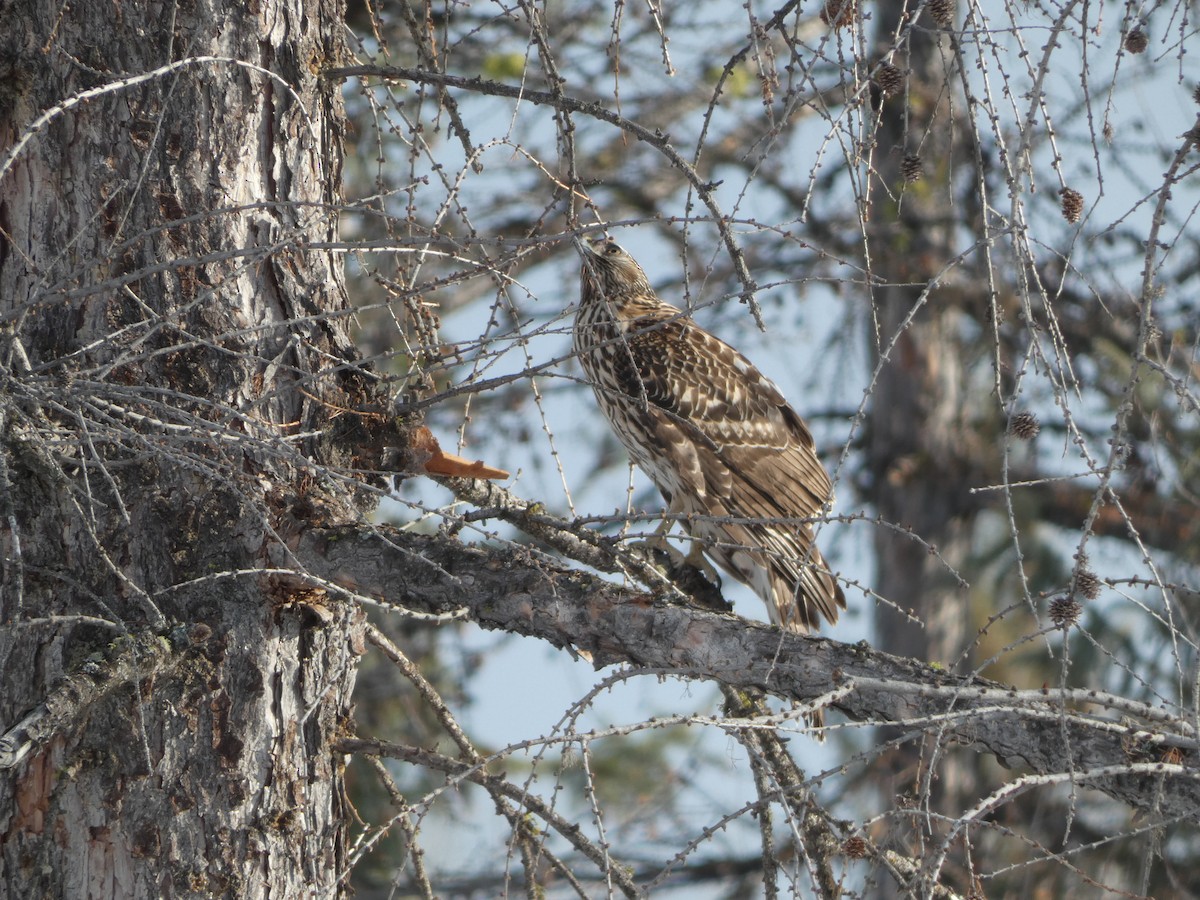 American Goshawk - ML646809624