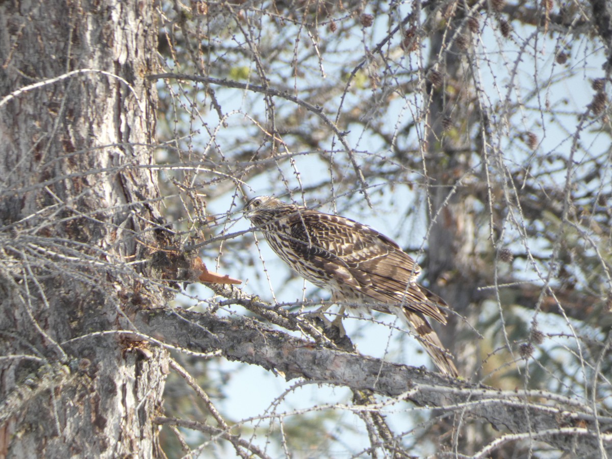 American Goshawk - ML646809625