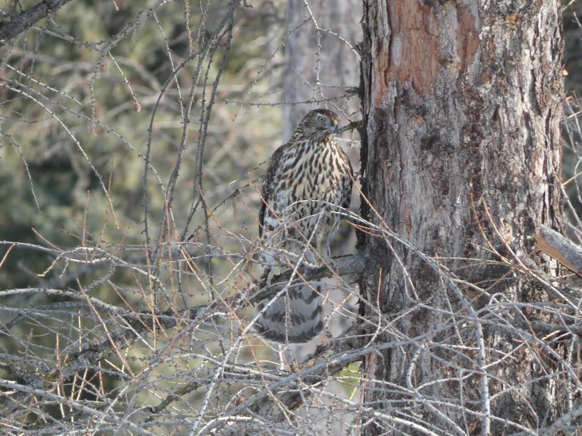 American Goshawk - ML646809626