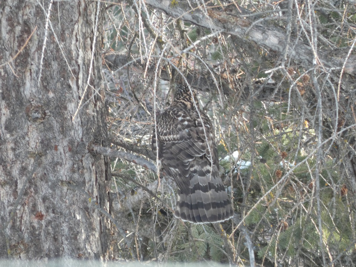 American Goshawk - ML646809627