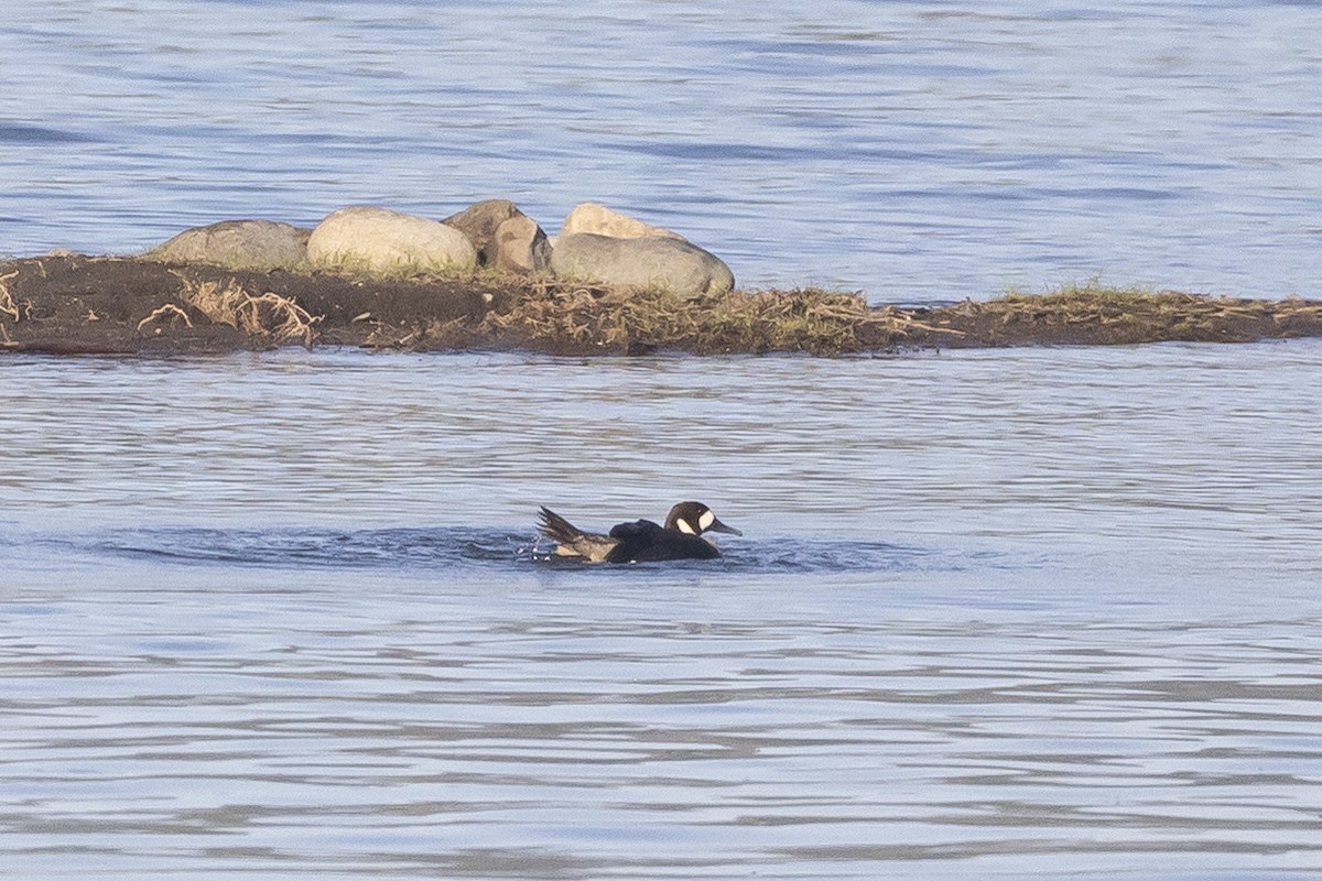 kachna bronzovokřídlá - ML646809628