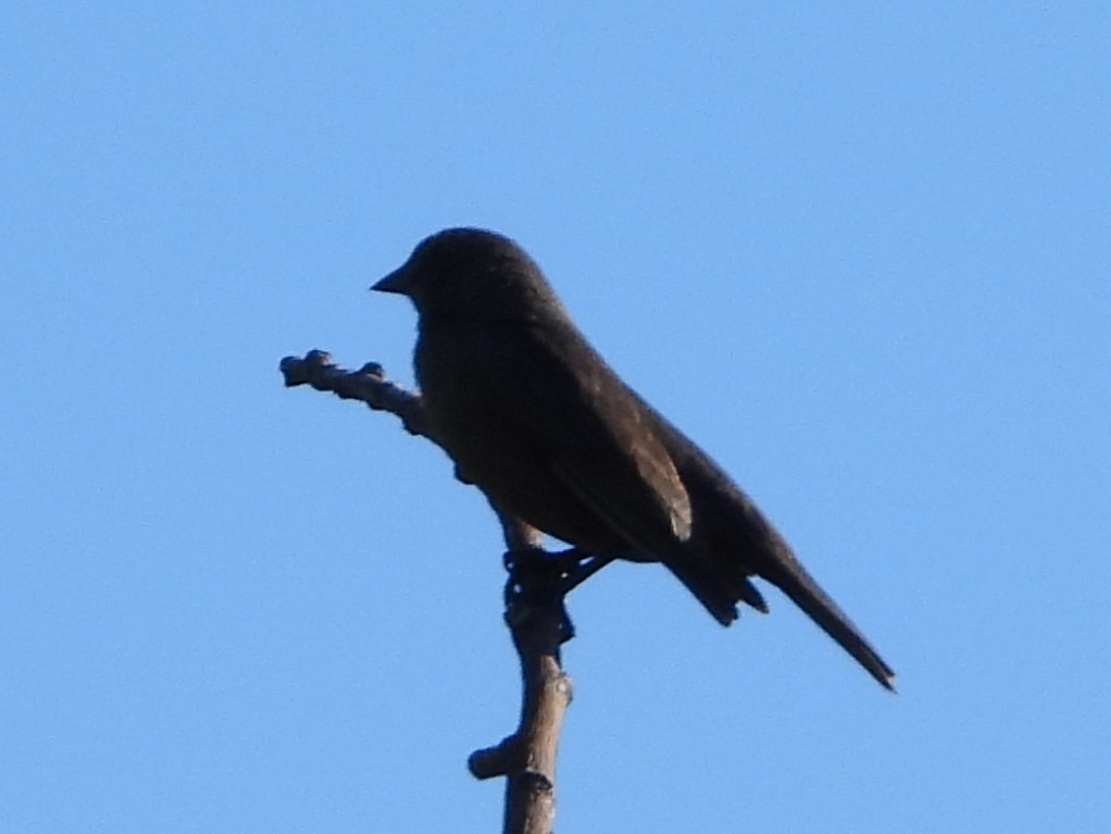 Rotachsel-Kuhstärling - ML646809630