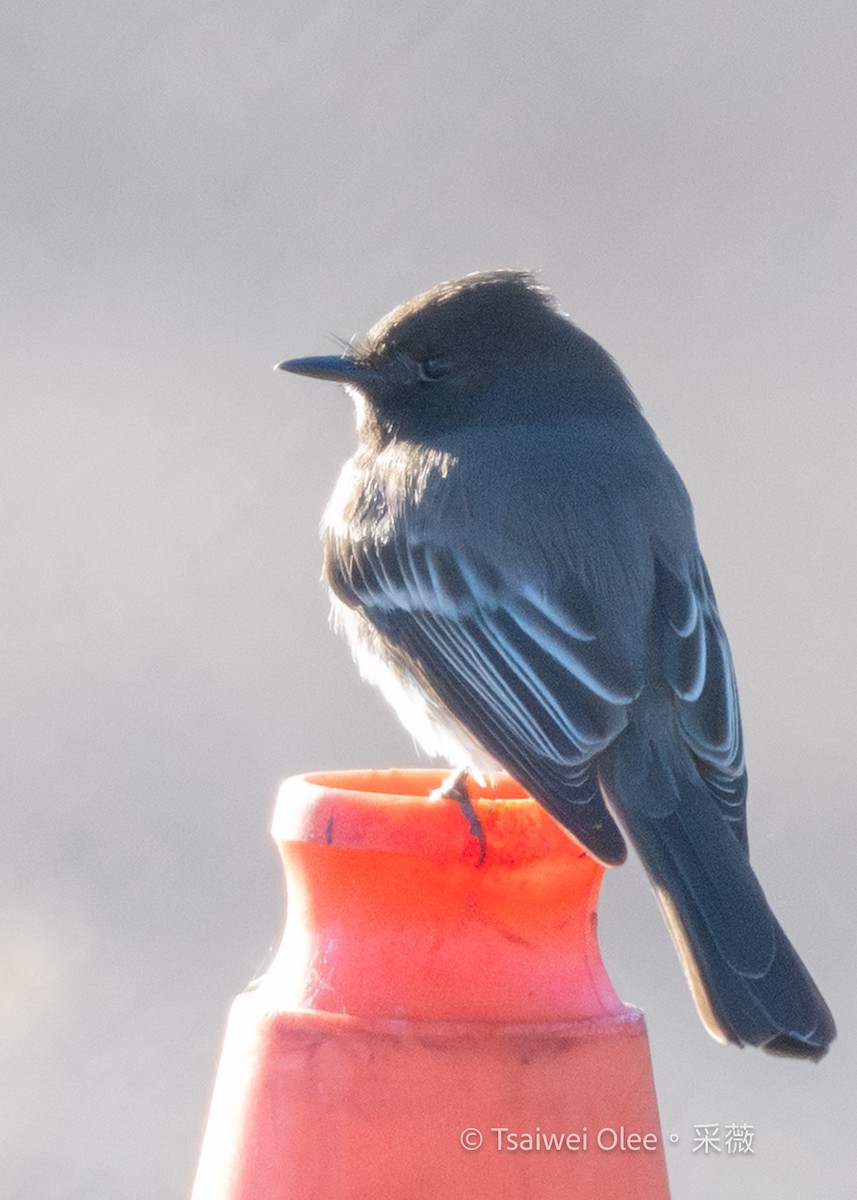 Black Phoebe - ML646809631