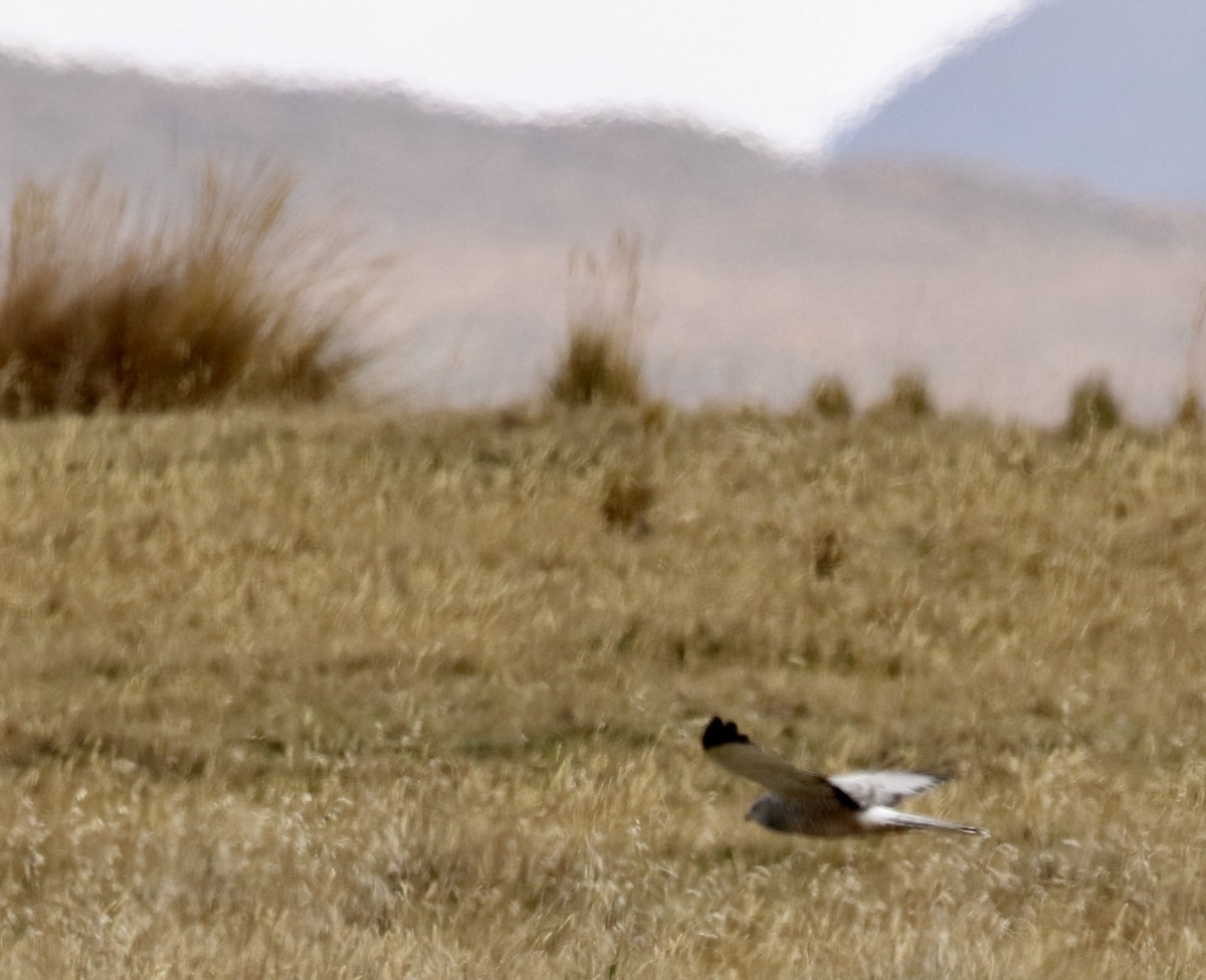 Серый лунь - ML646809632