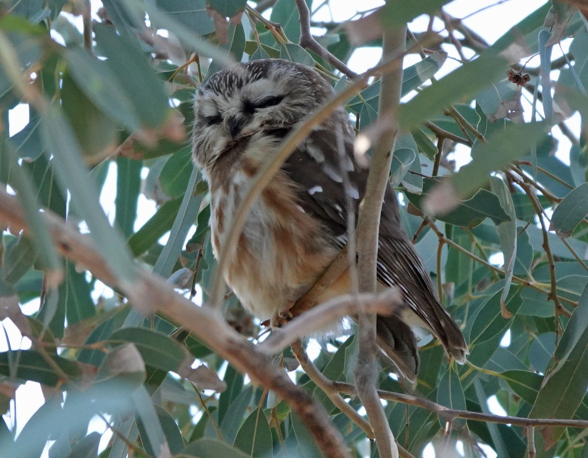 slipeugle - ML646809633