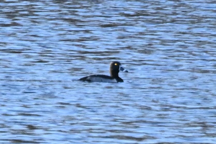 Ring-necked Duck - ML646809634