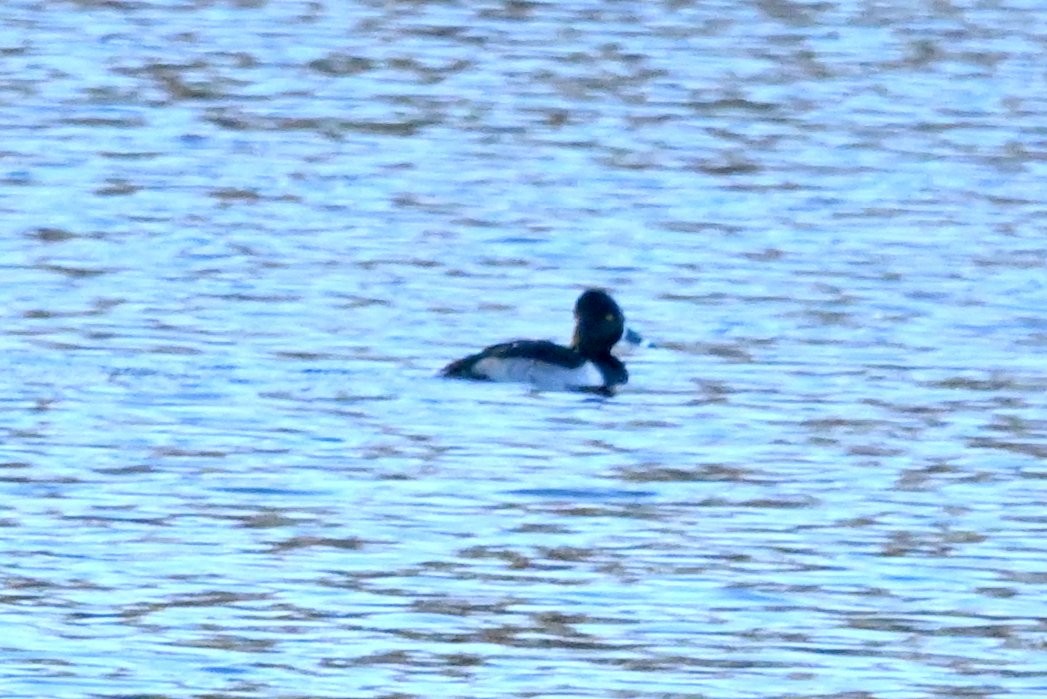 Ring-necked Duck - ML646809635