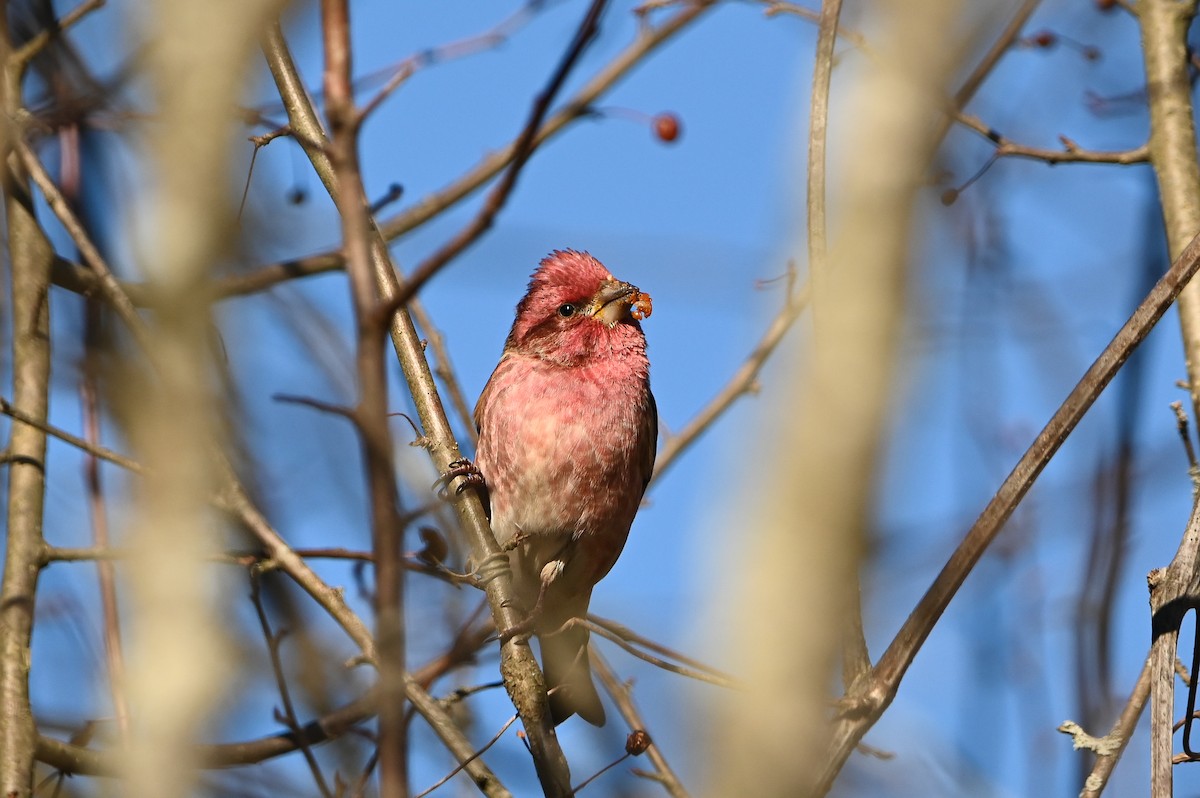 Camachuelo Purpúreo (purpureus) - ML646809636
