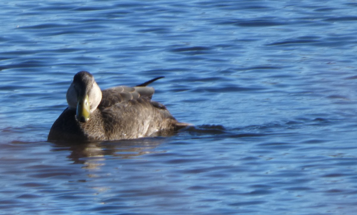 Dunkelente - ML646809638