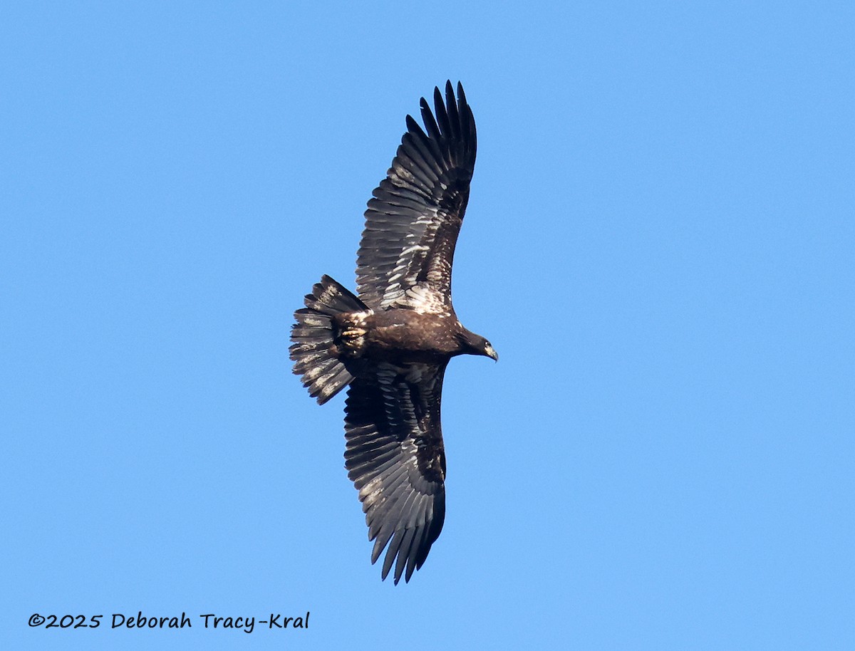 Bald Eagle - ML646809640