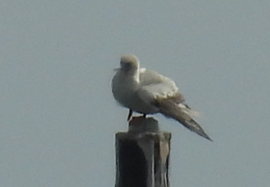 Красноногая олуша - ML646809641