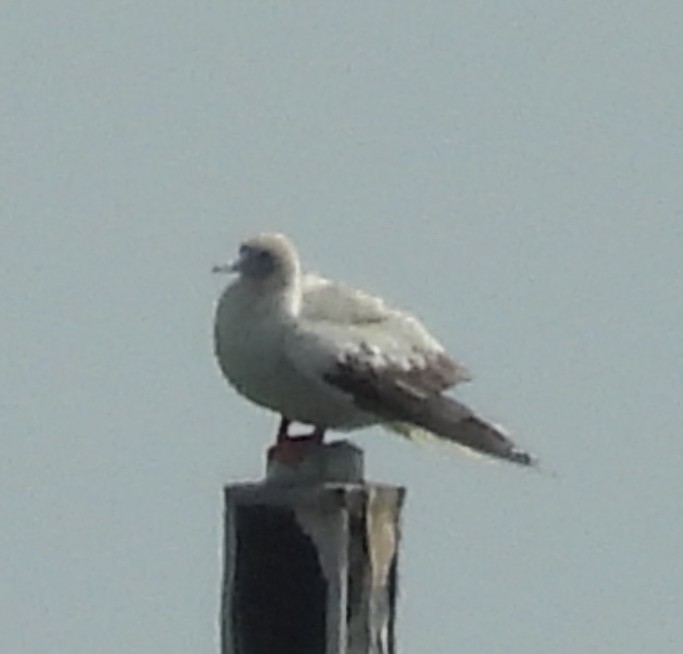 Красноногая олуша - ML646809642