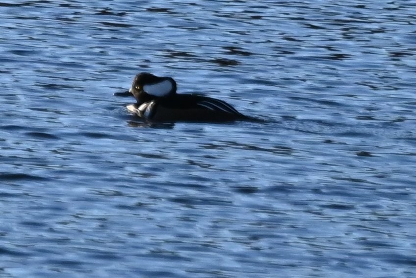 Hooded Merganser - ML646809645