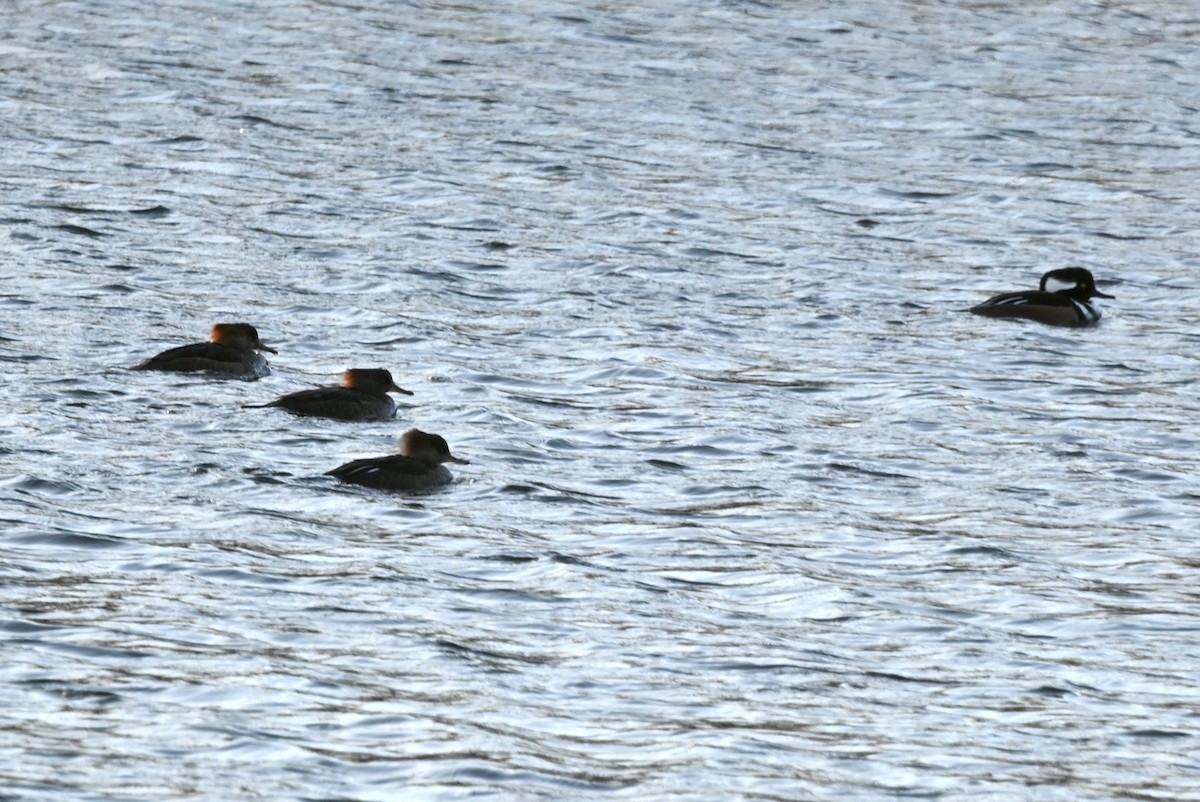 Hooded Merganser - ML646809646