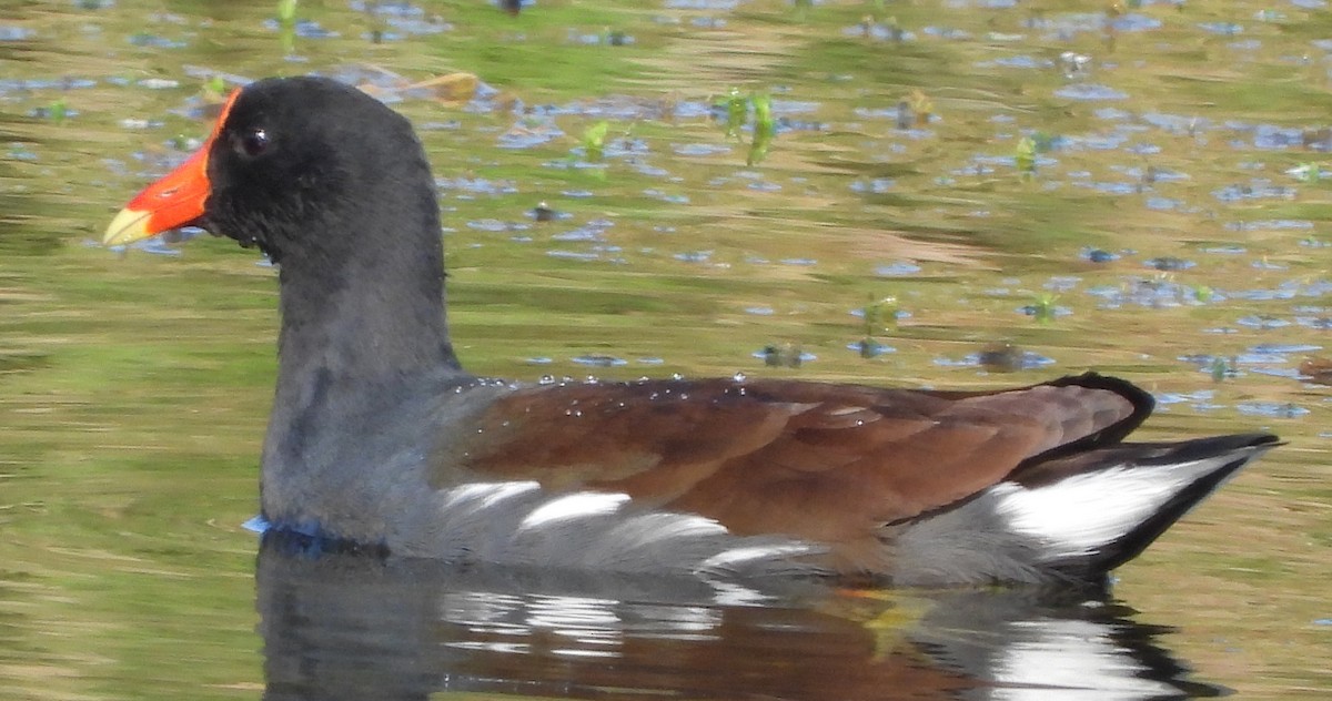 Common Gallinule - ML646809647