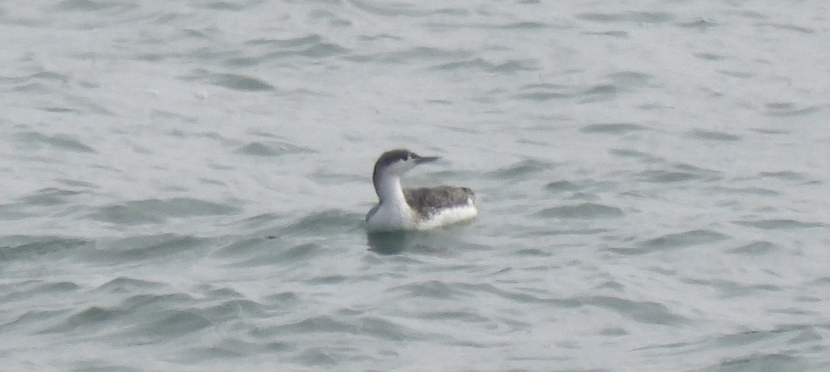 Red-throated Loon - ML646809653