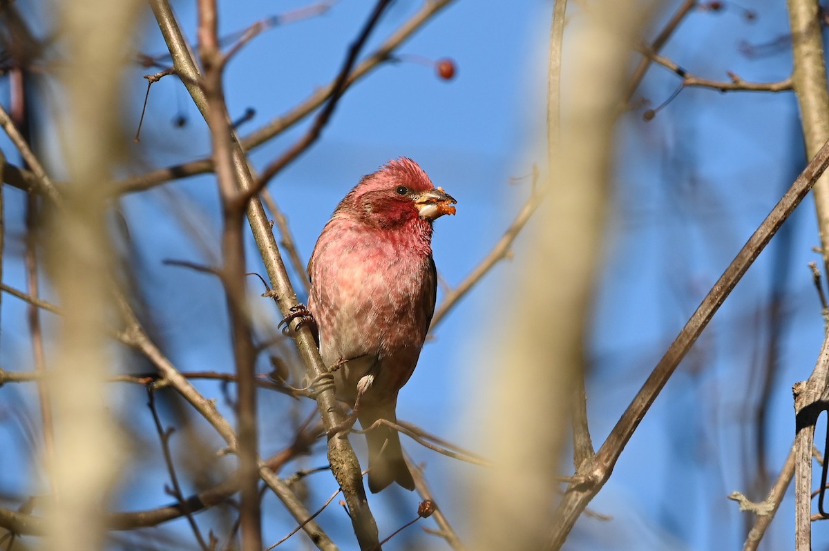 Camachuelo Purpúreo (purpureus) - ML646809654
