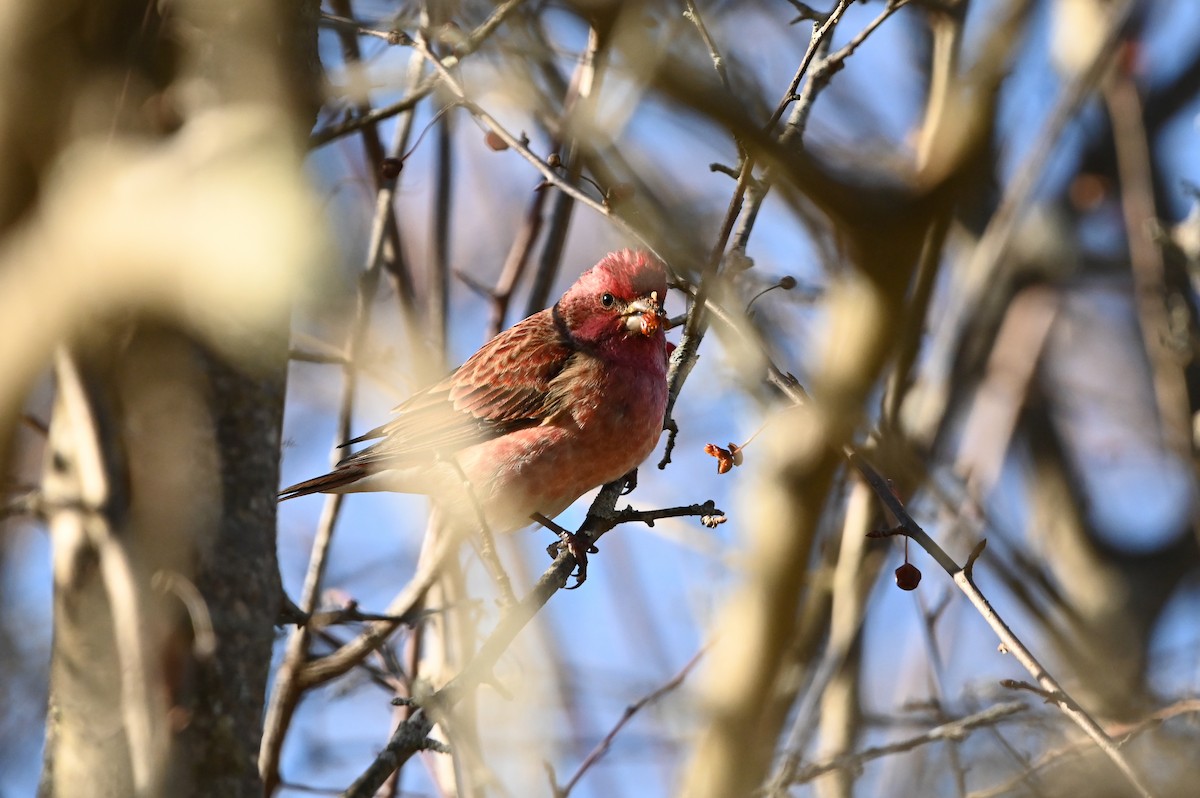 Camachuelo Purpúreo (purpureus) - ML646809657