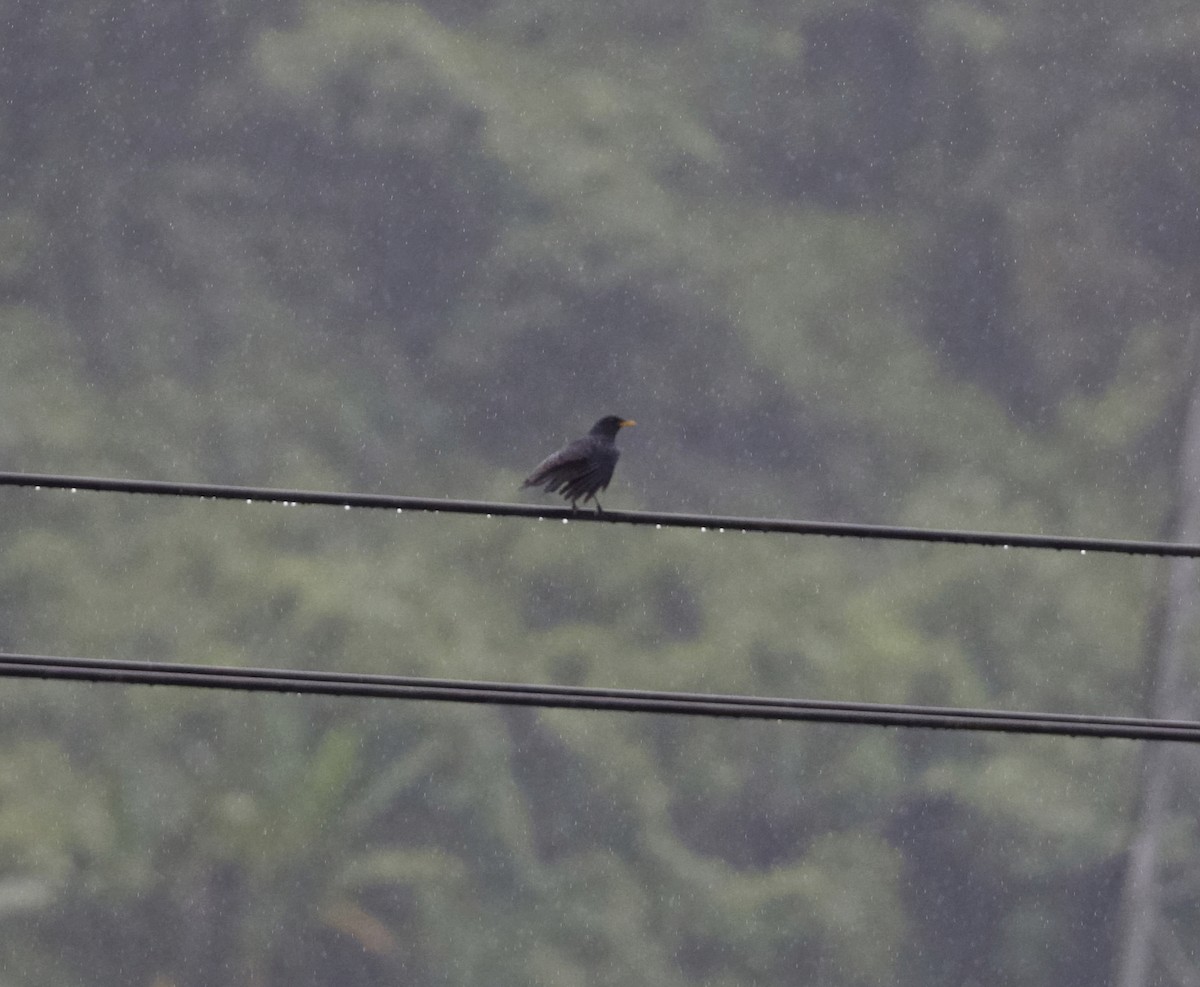 白斑紫嘯鶇(黃嘴) - ML646809658