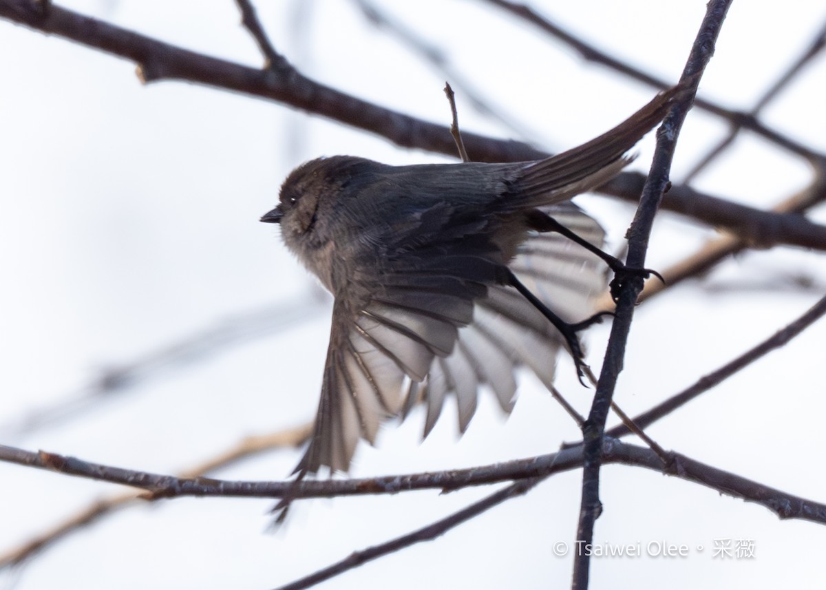 Mito Sastrecillo - ML646809659