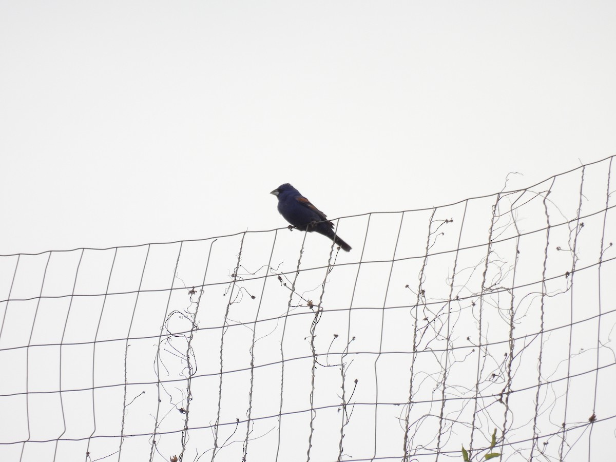Blue Grosbeak - ML646809661