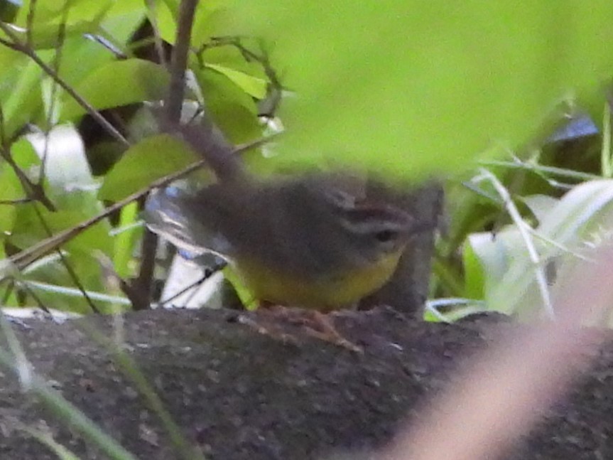 Golden-crowned Warbler - ML646809662