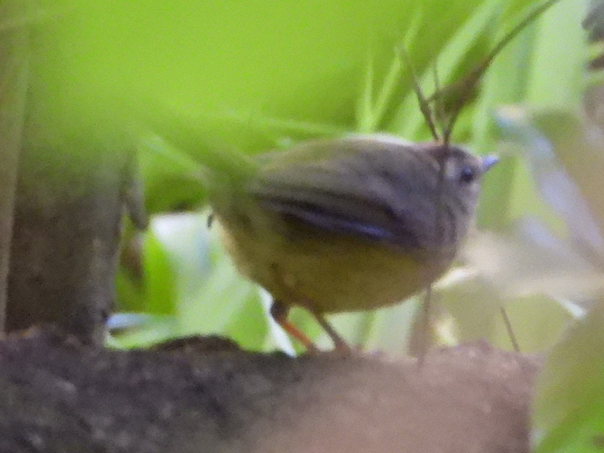 Golden-crowned Warbler - ML646809663
