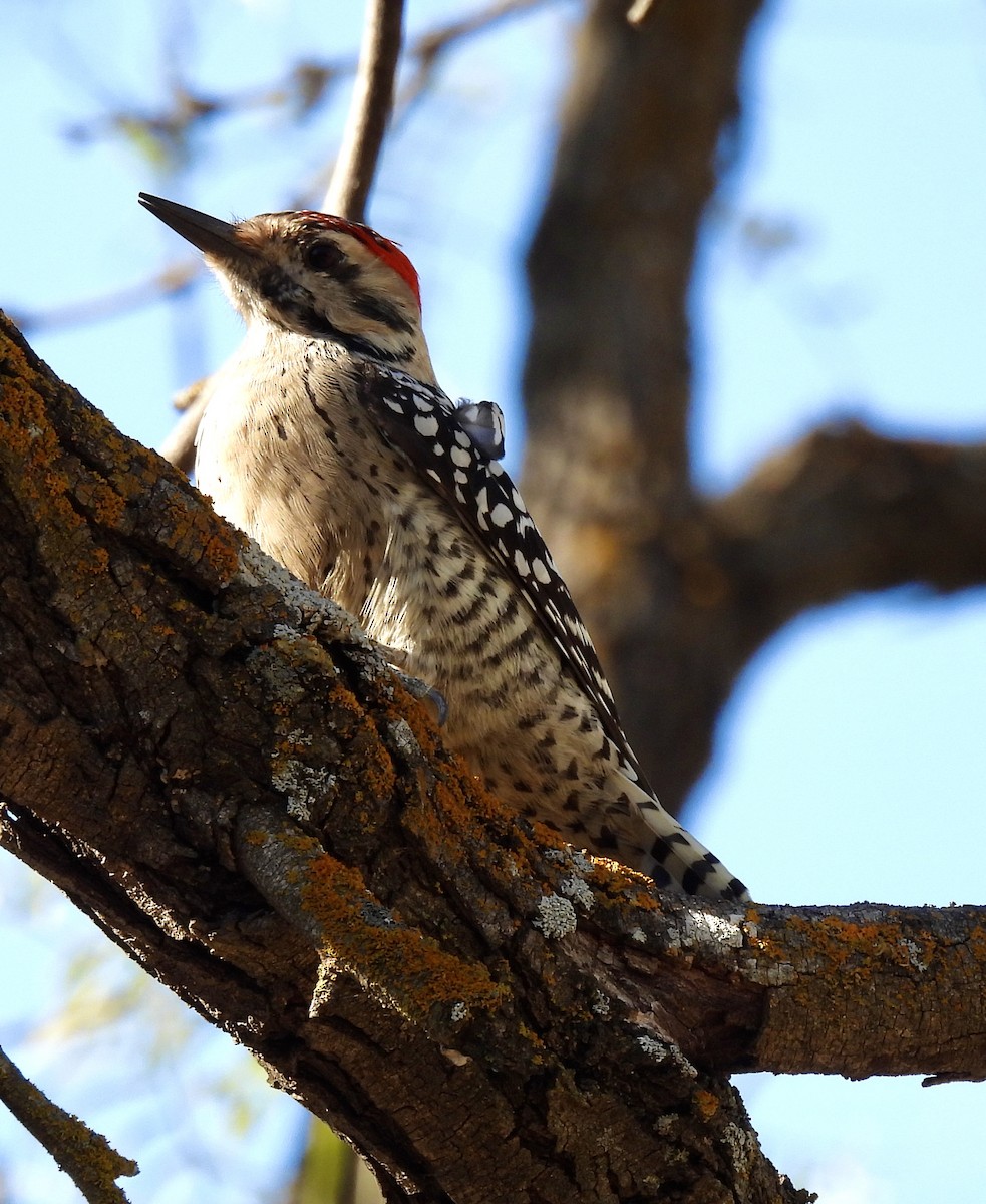 leiderspett - ML646809665