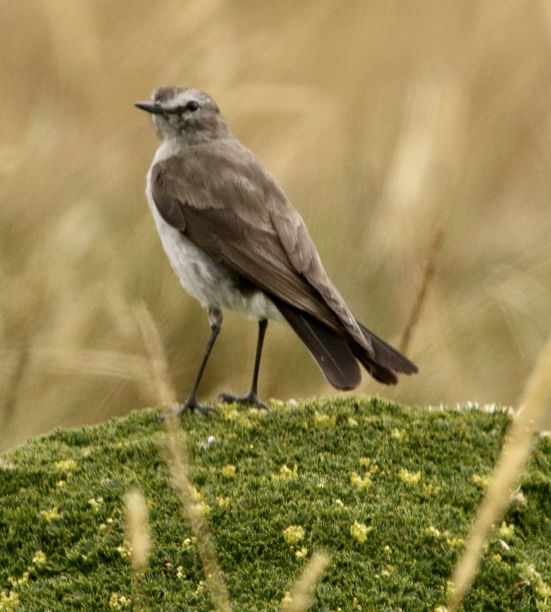 Андская дормилона - ML646809670