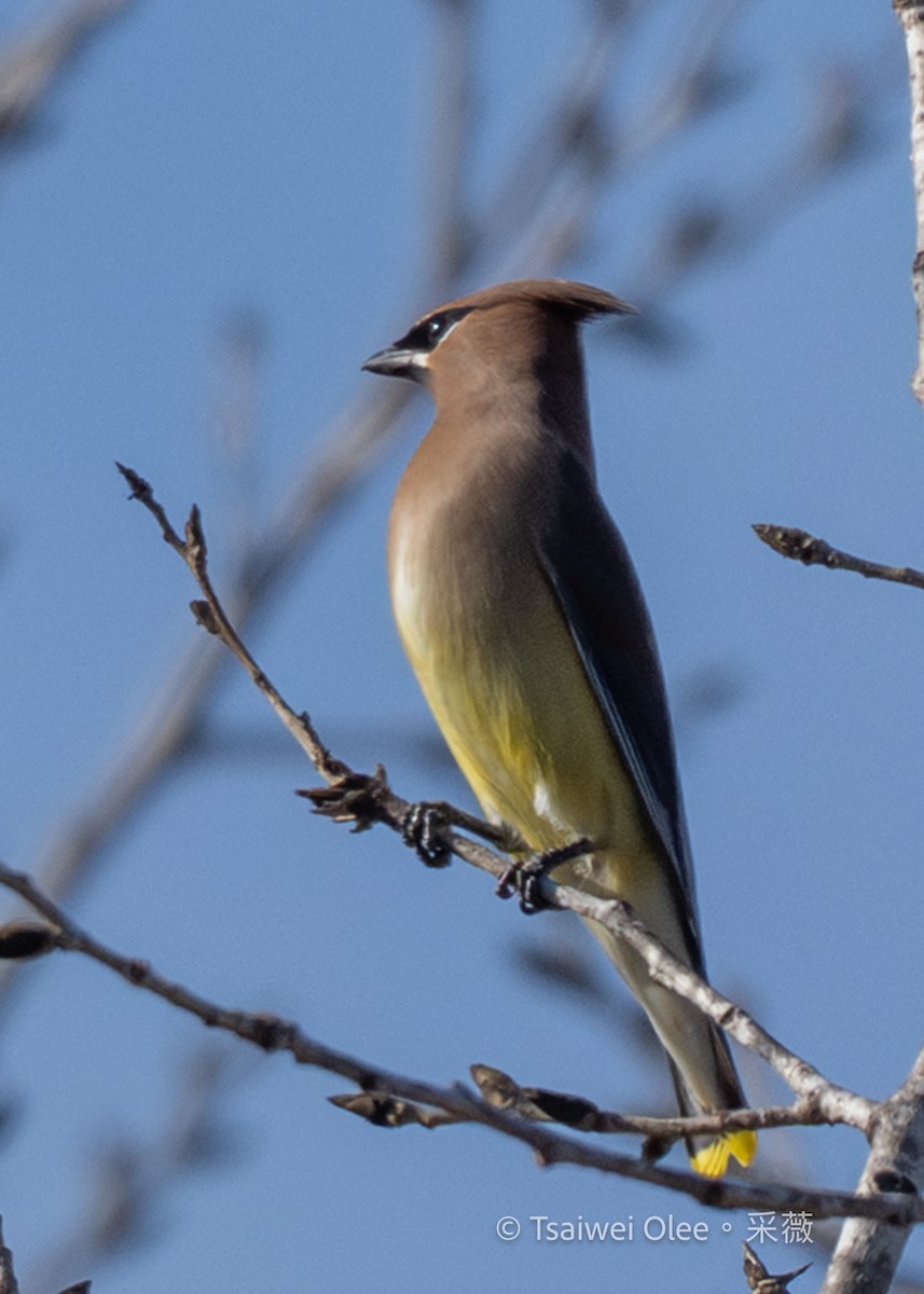 Buztanori amerikarra - ML646809671