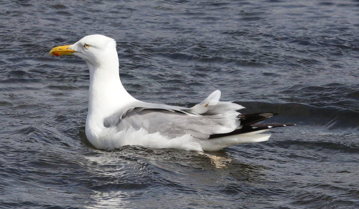 アメリカセグロカモメ - ML646809672