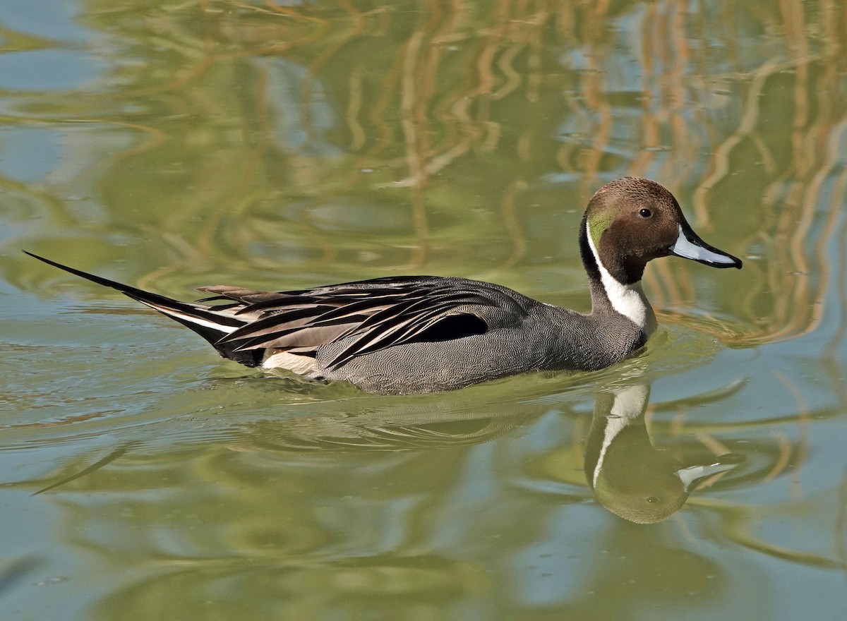 stjertand - ML646809677