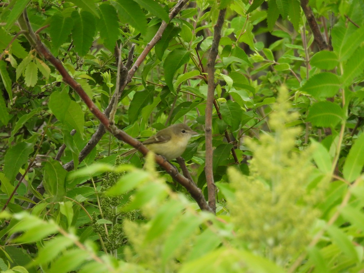 Bell's Vireo - ML646809678