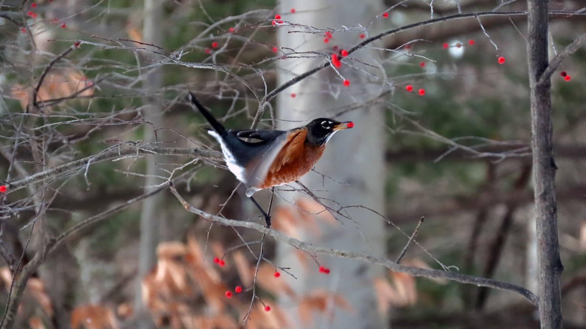 American Robin - ML646809679