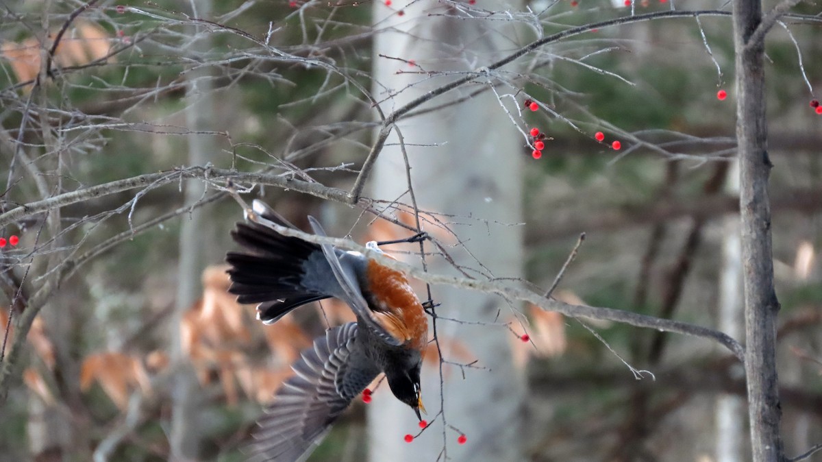 American Robin - ML646809680