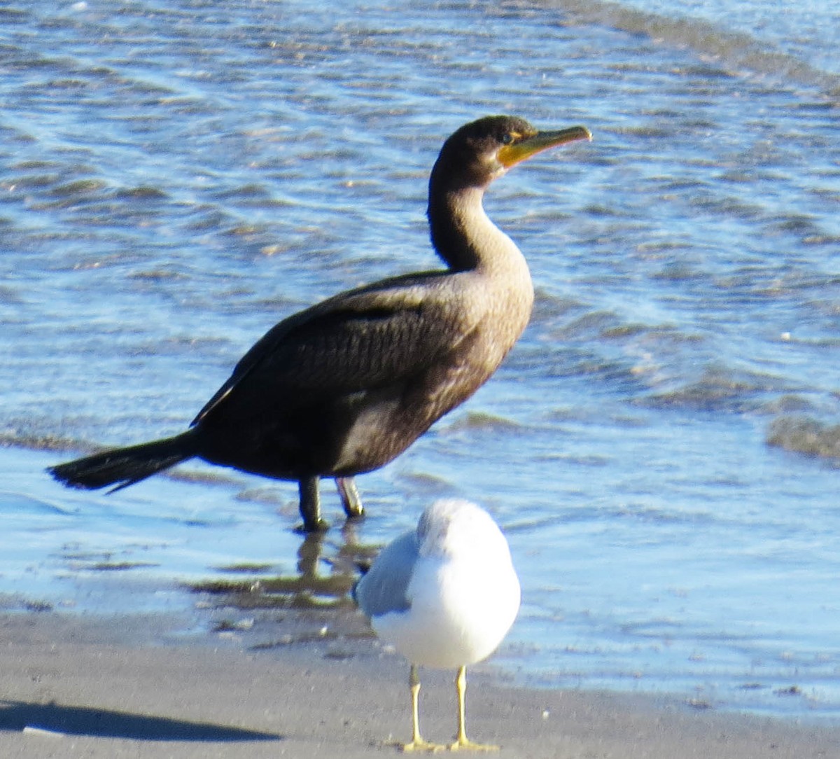 Cormoran à aigrettes - ML646809681