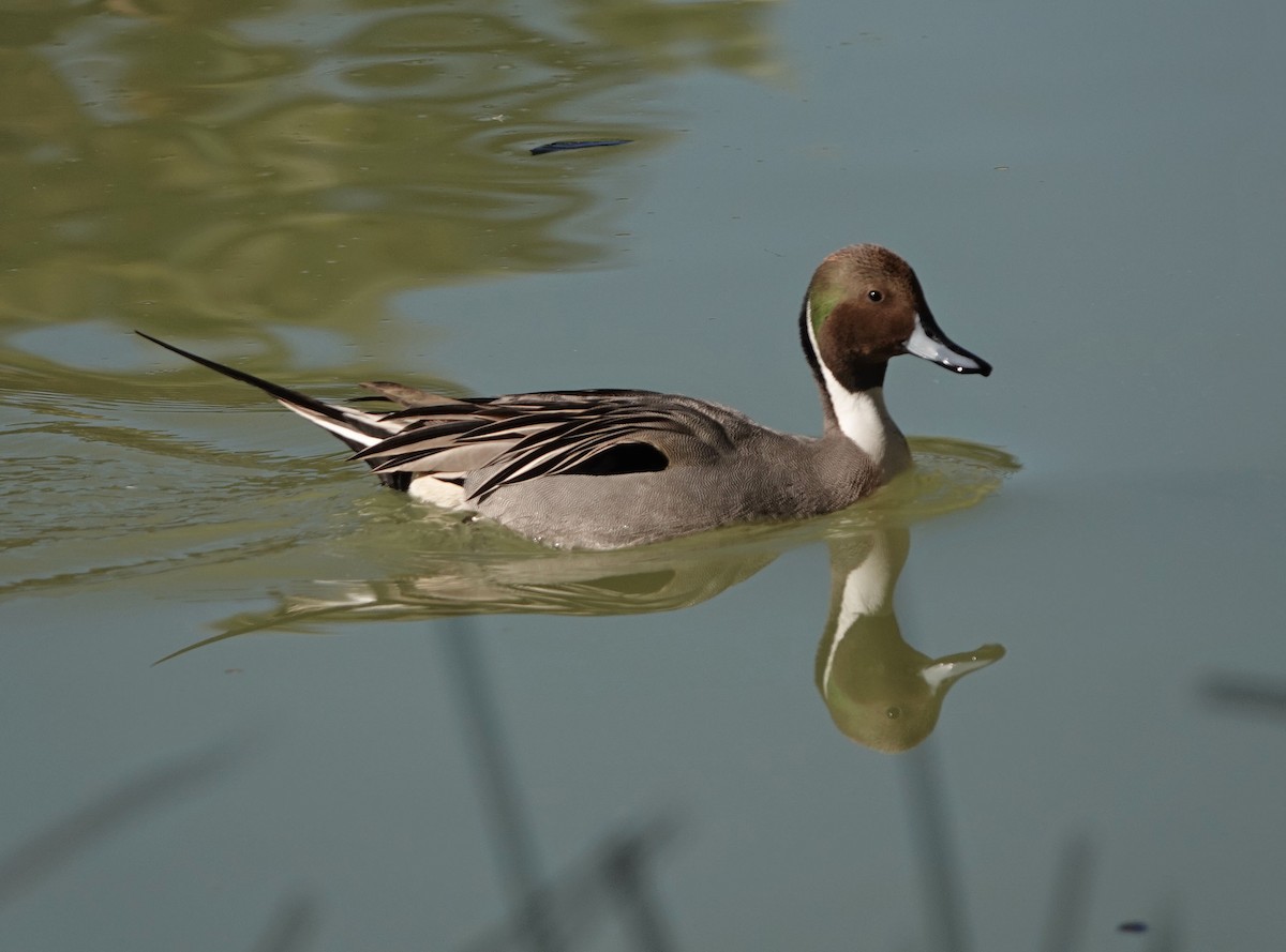 stjertand - ML646809682