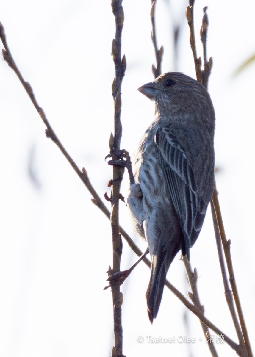 Burugorri arrunta - ML646809683