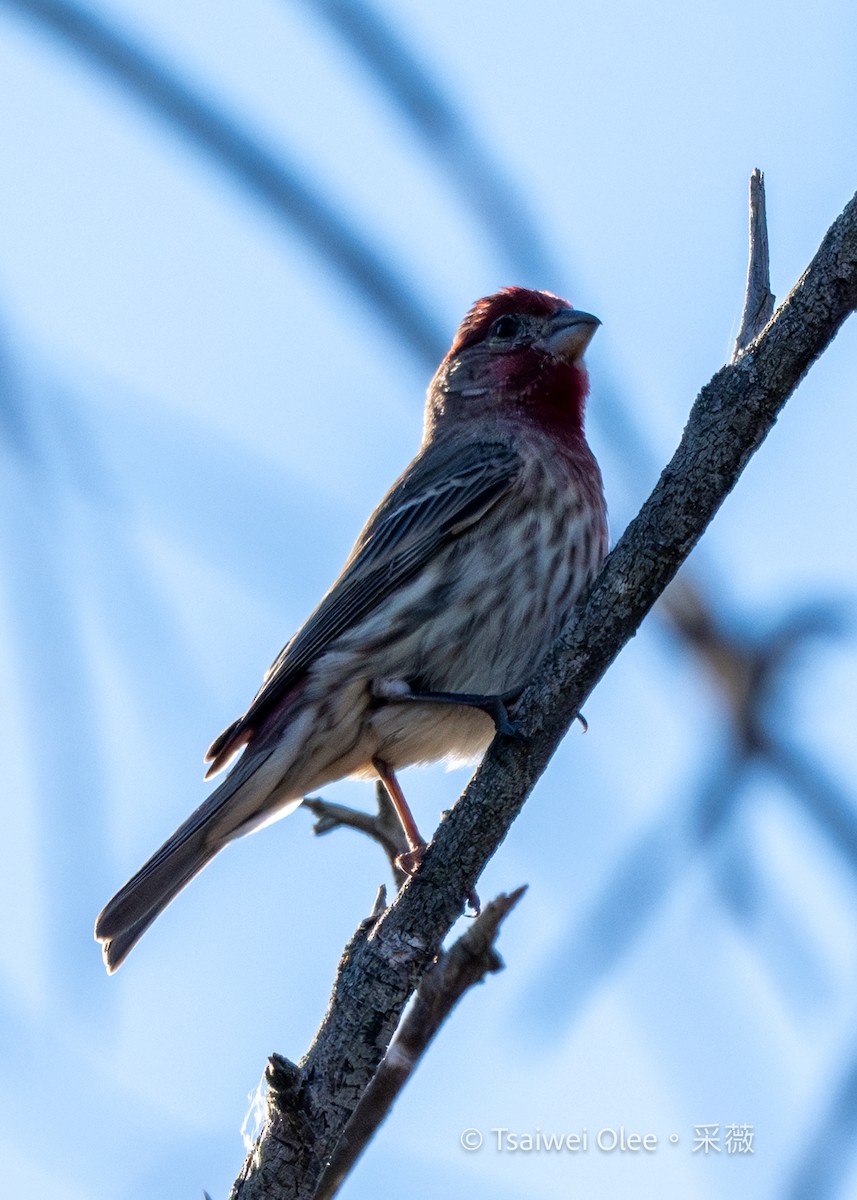 Burugorri arrunta - ML646809684