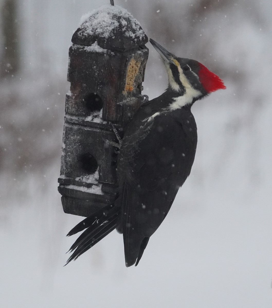 Pileated Woodpecker - ML646809685