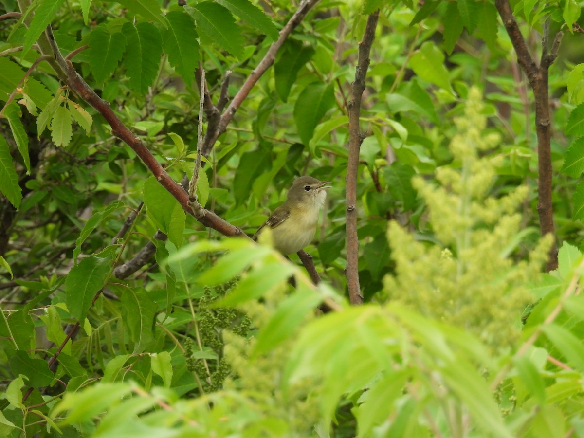 Bell's Vireo - ML646809687