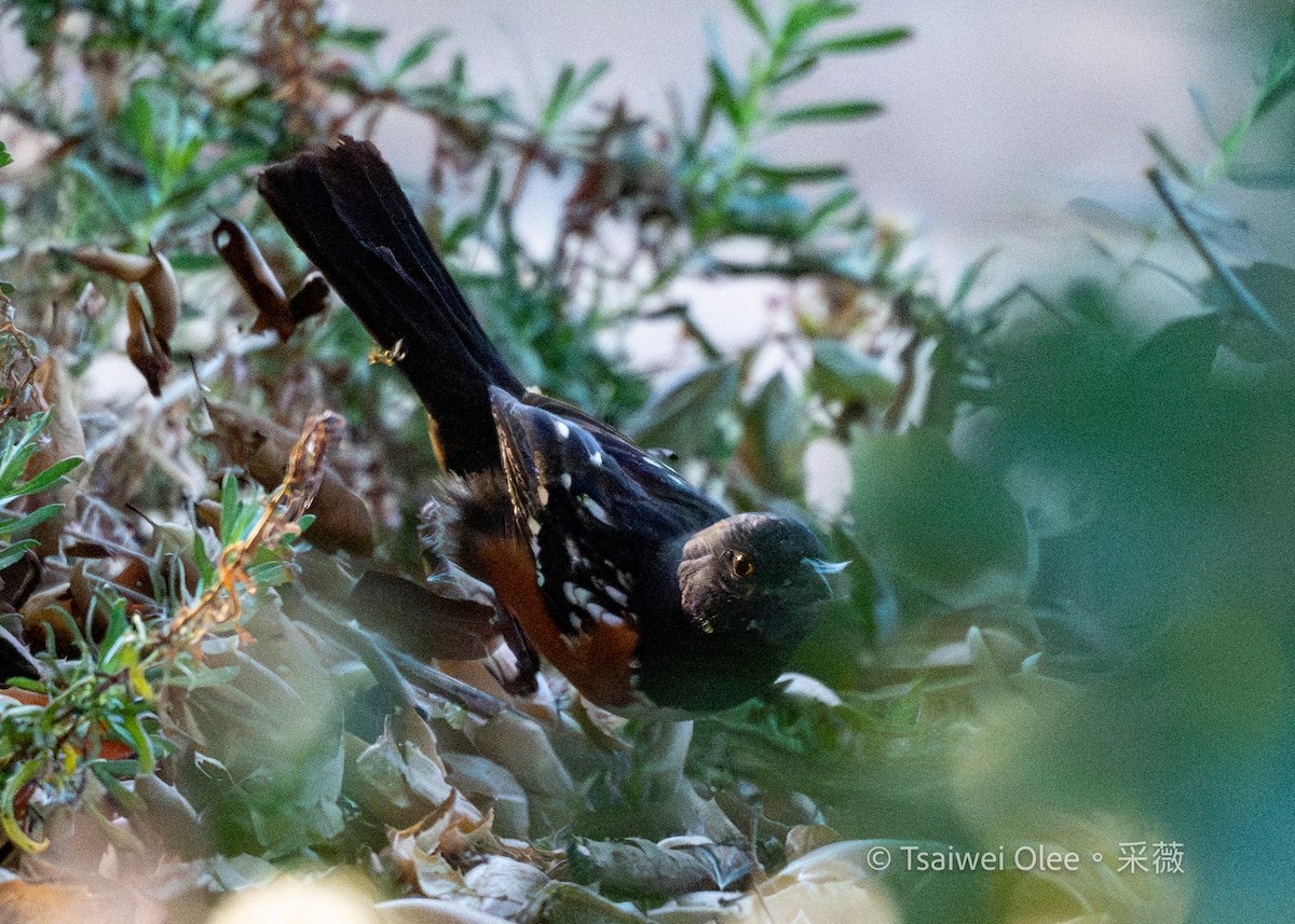 Spotted Towhee - ML646809688
