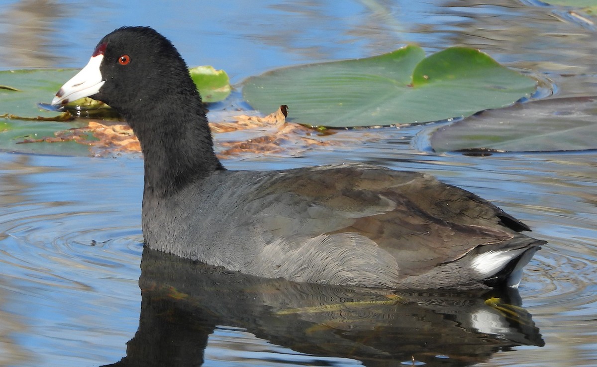 American Coot - ML646809690