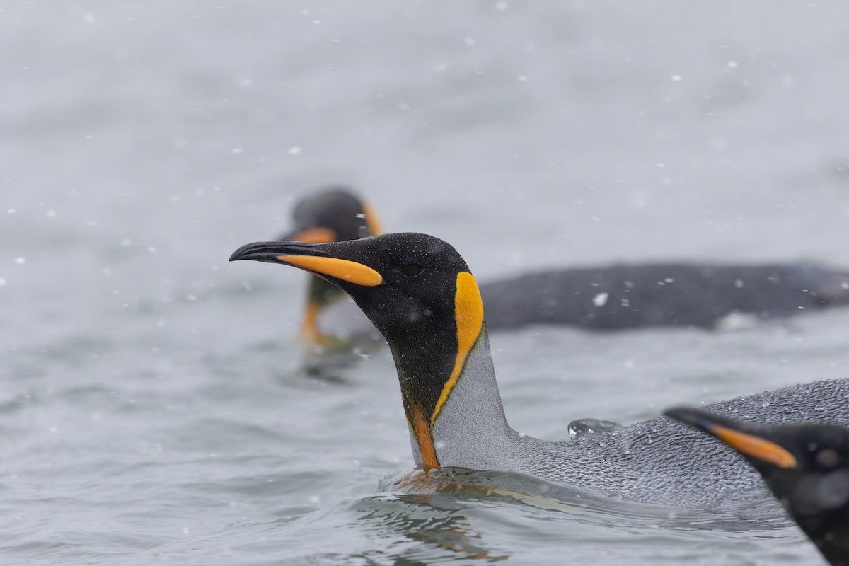 King Penguin - ML646809691