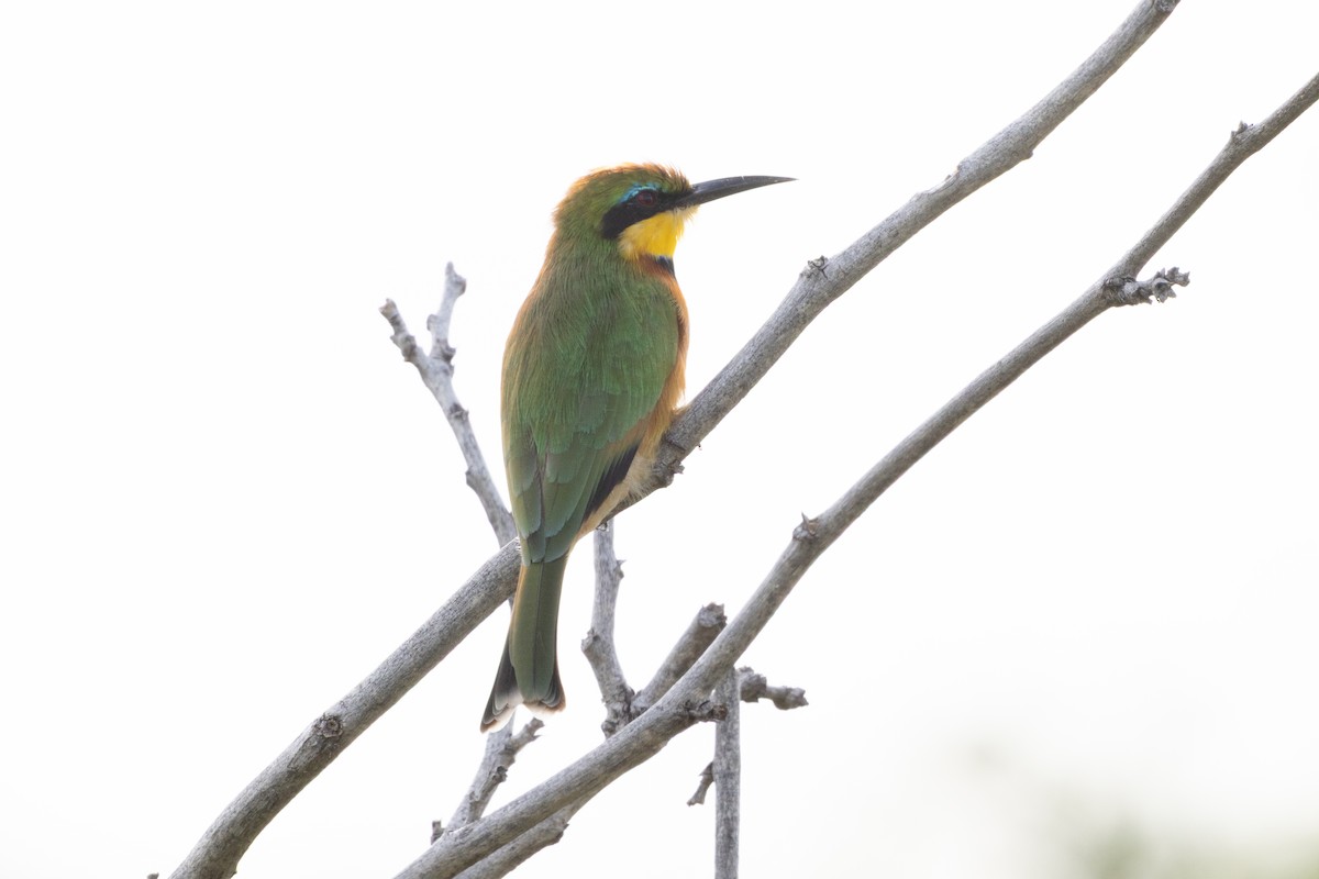 Бджолоїдка карликова - ML646809692