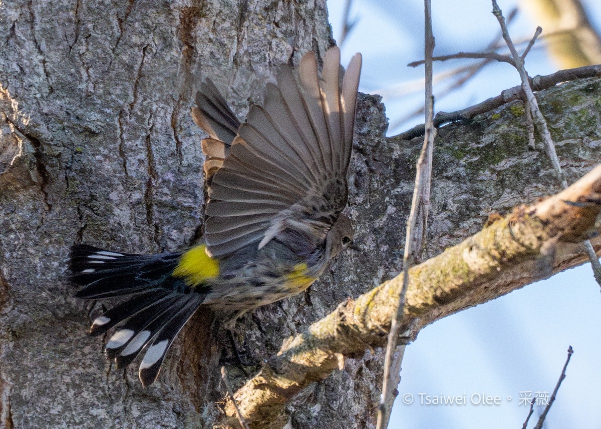 Yellow-rumped Warbler - ML646809693